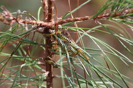 Image of Red-headed Pine Sawfly