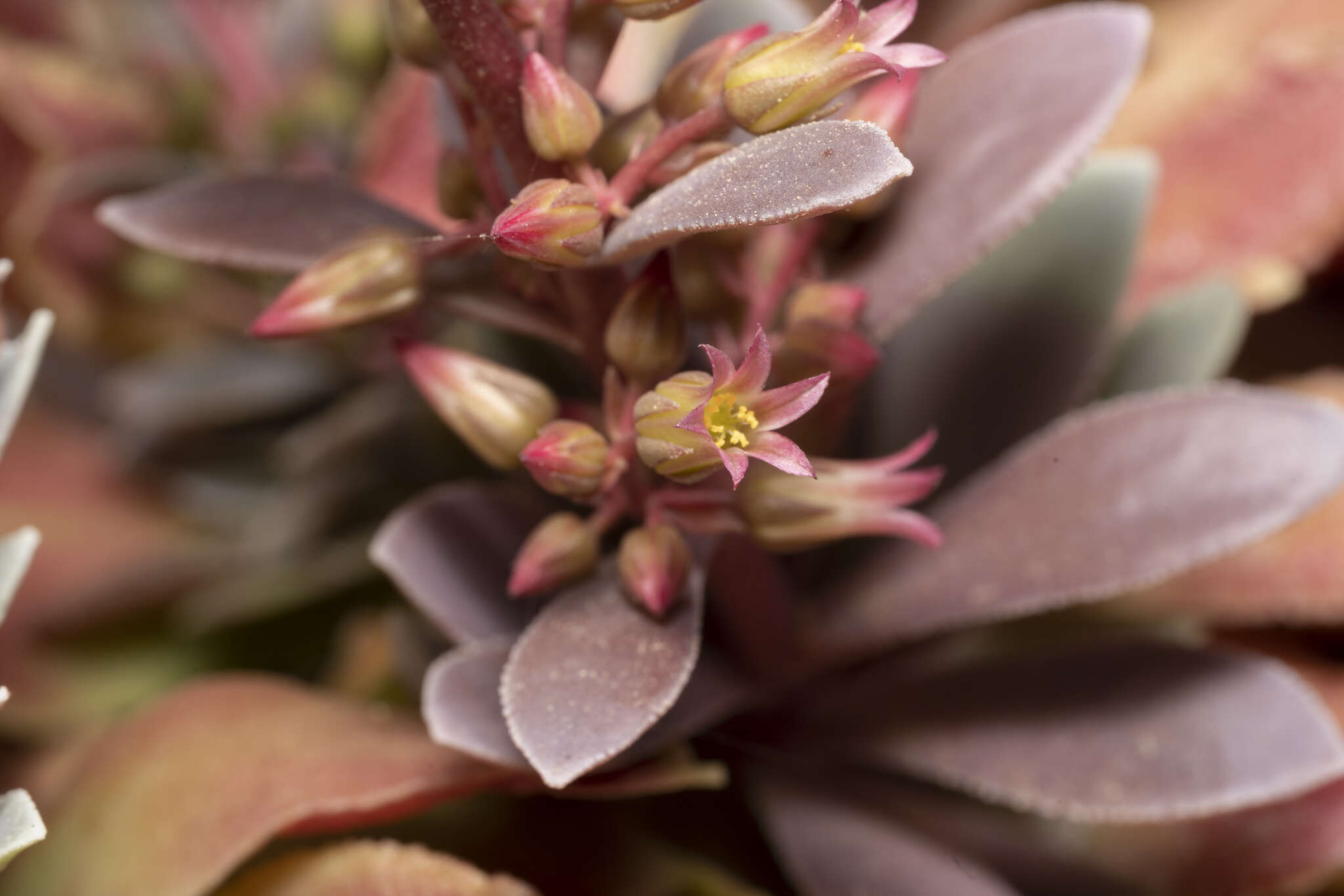 Image of Rosularia serrata (L.) A. Berger