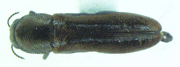 Image of Agrilus ventralis Horn 1891