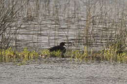 Image of Yellow-billed Teal