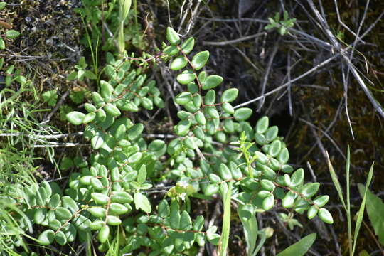 Pellaea andromedifolia (Kaulf.) Fée resmi