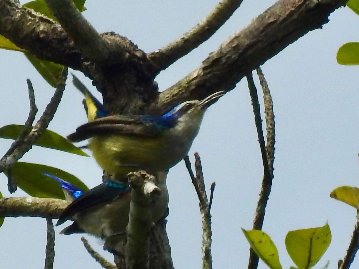 Image of Violet-tailed Sunbird