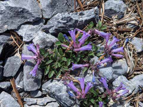 Image of low beardtongue