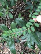 Image of Phyllanthus cochinchinensis Spreng.