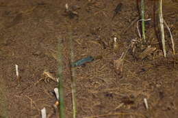 Image of Desert Pupfish