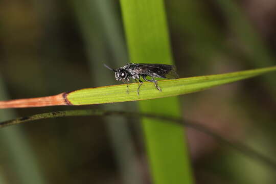 Image of <i>Antargidium nigrum</i>