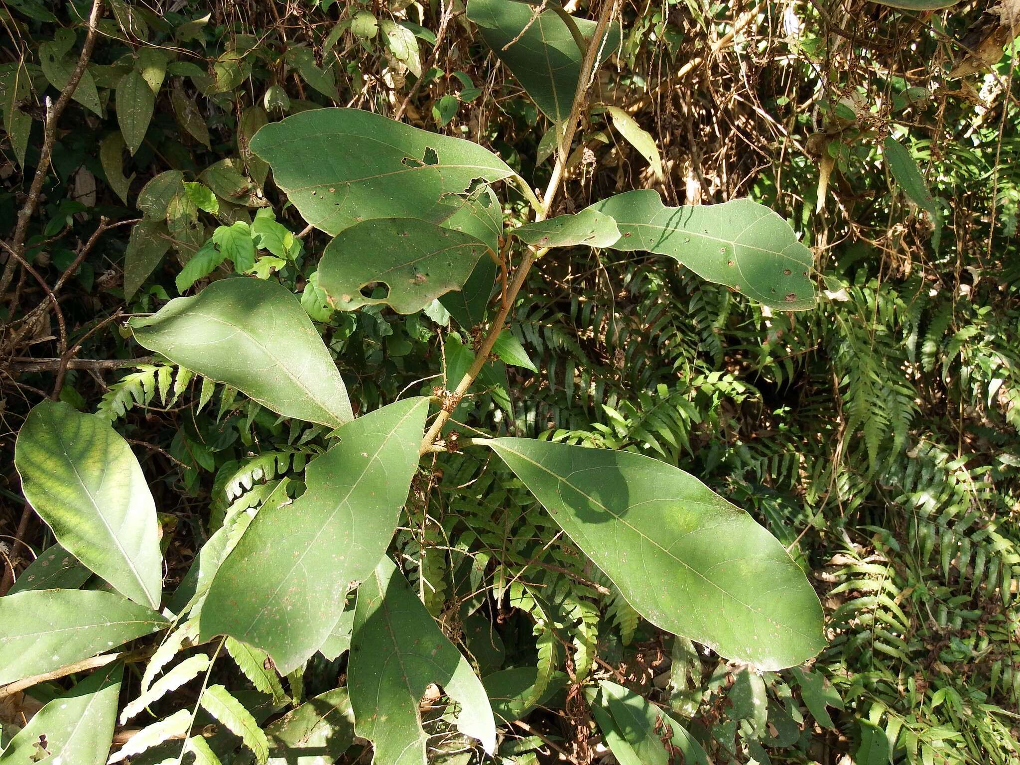 Image of Litsea akoensis Hayata