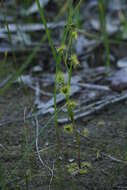 Drosera gunniana的圖片