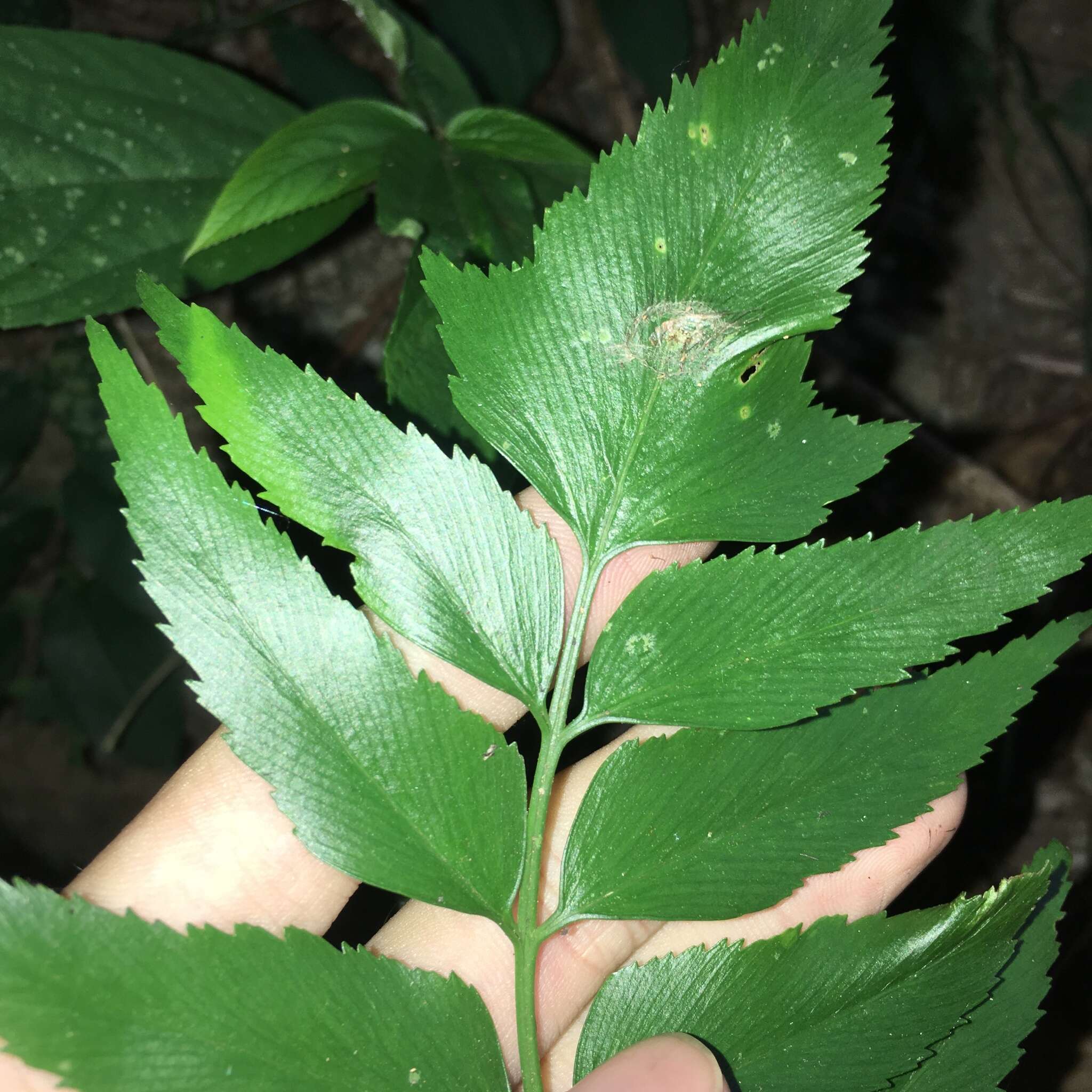 Image of Asplenium falcatum Lam.