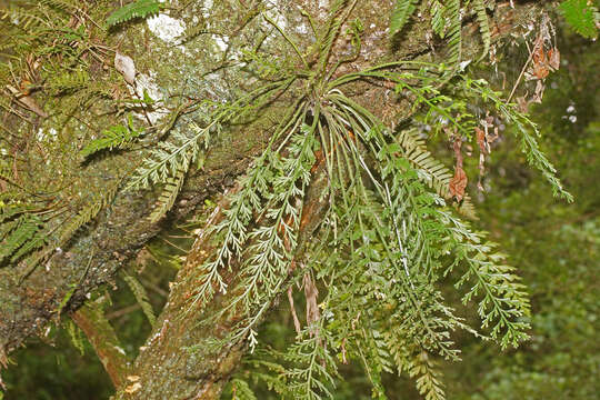 Image of Asplenium theciferum (Kunth) Mett.