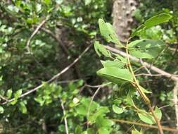 Plancia ëd Austrosteenisia blackii (F. Muell.) R. Geesink