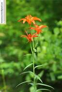 Image of Lilium concolor var. partheneion (Siebold & de Vriese) Baker