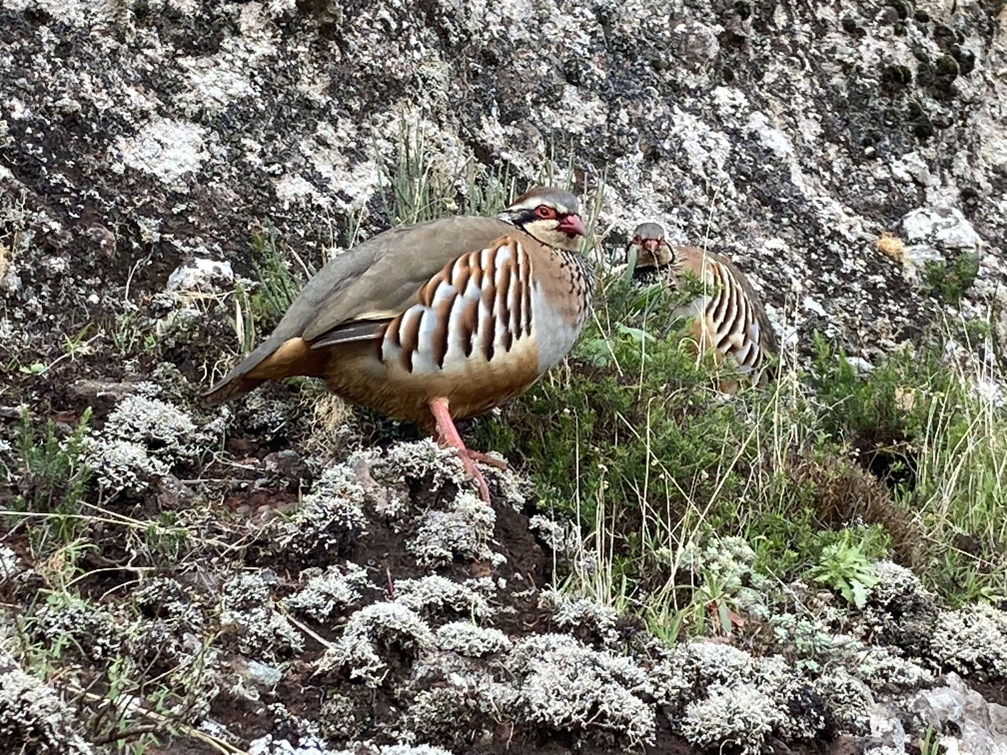 صورة Alectoris rufa hispanica (Seoane 1894)