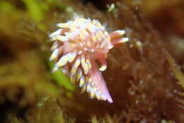 Image of Babakinidae Roller 1973