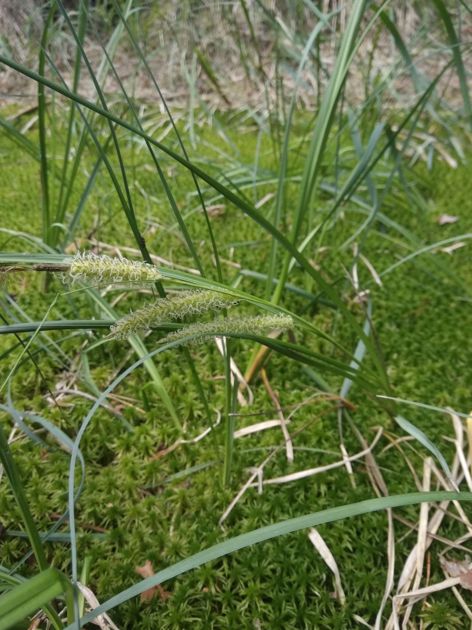 Image of beaked sedge