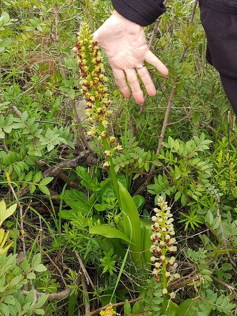 Image of Small-dotted Orchis