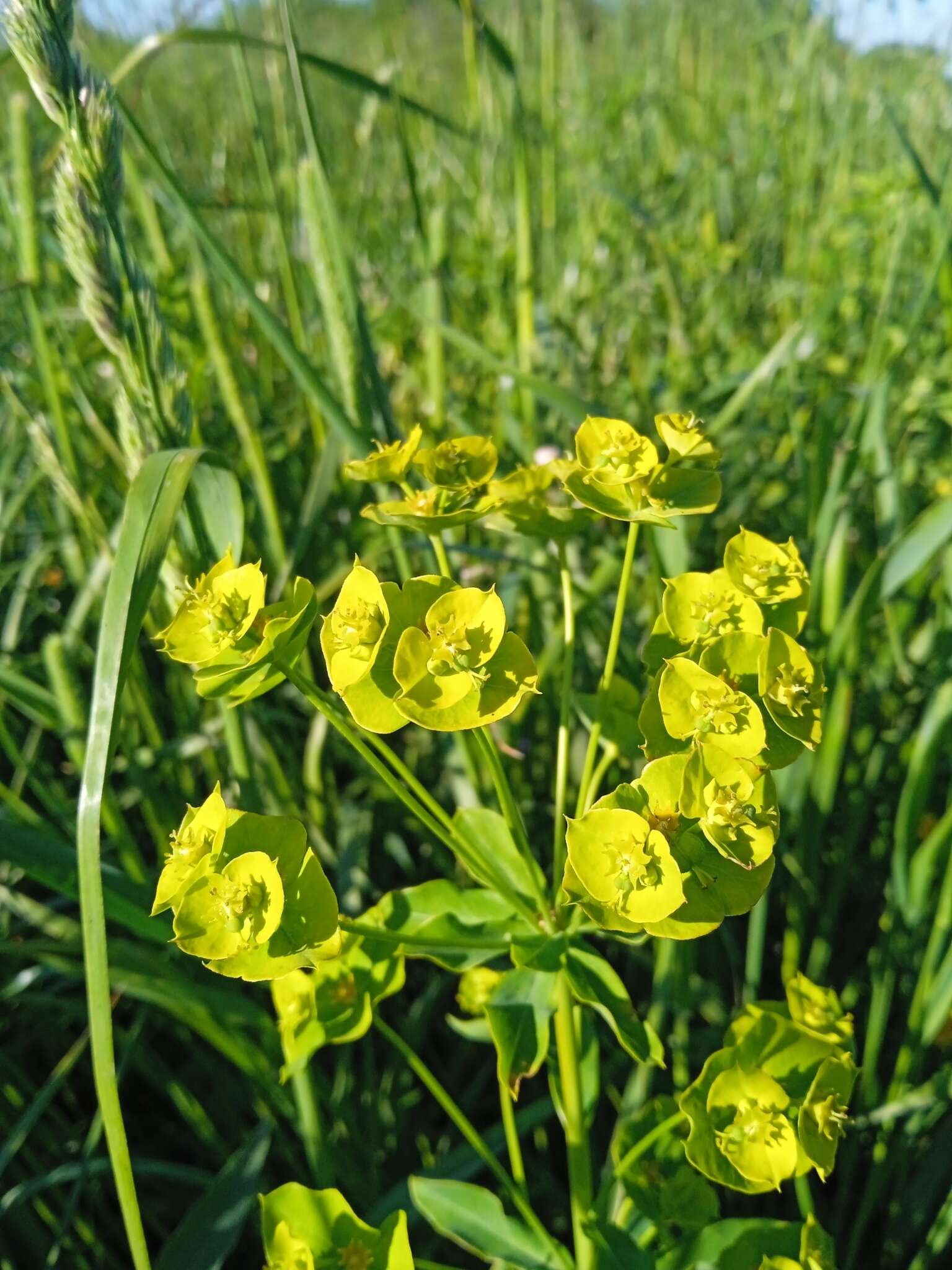 Image of leafy spurge