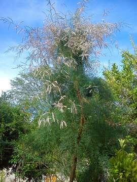 Image of Athel tamarisk