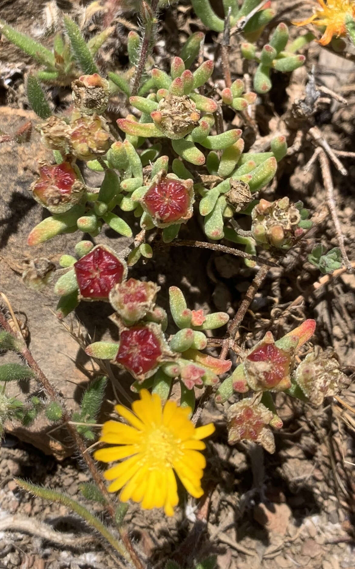 Imagem de Drosanthemum flavum (Haw.) Schwant.