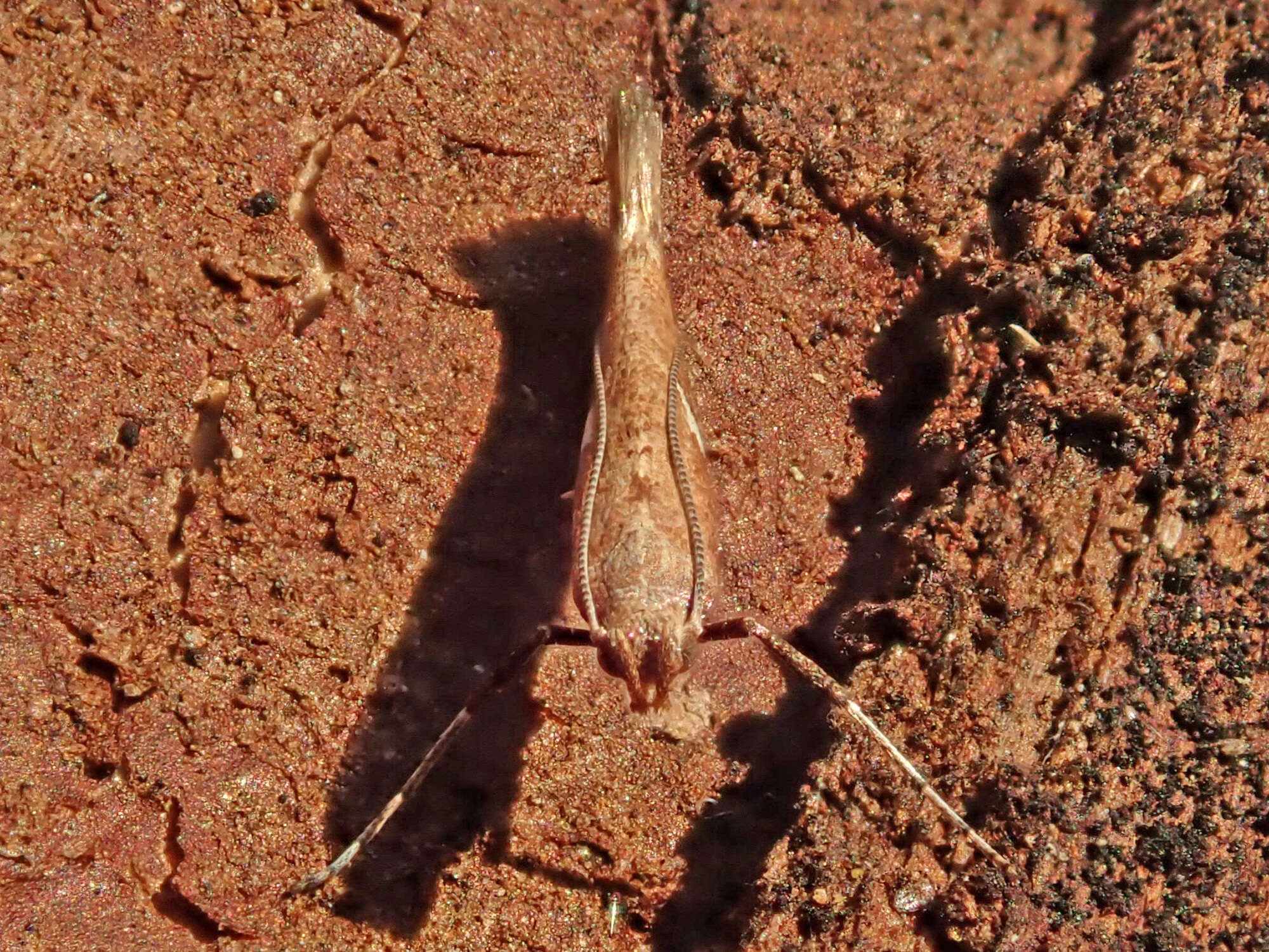 Imagem de Caloptilia stigmatella (Fabricius 1781)