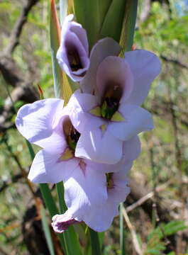 Image of Gladiolus rehmannii Baker