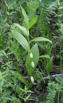 Image of dwarf solomon's seal