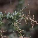 Atriplex rhagodioides F. Müll.的圖片