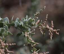 Plancia ëd Atriplex rhagodioides F. Müll.