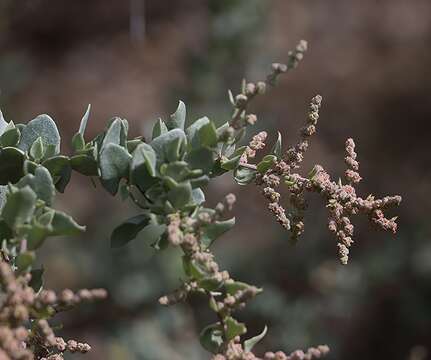 Atriplex rhagodioides F. Müll.的圖片