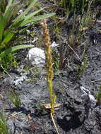 Image of Disa obtusa subsp. picta (Sond.) H. P. Linder