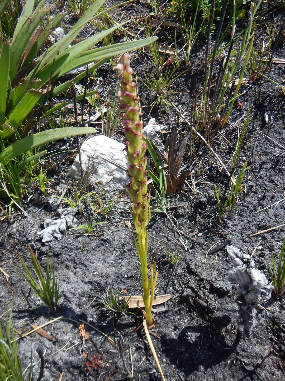 Image of Disa obtusa subsp. picta (Sond.) H. P. Linder