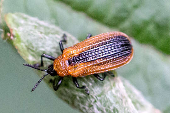 Image of Locust Leaf Miner