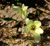 Image of Sparaxis grandiflora subsp. acutiloba Goldblatt