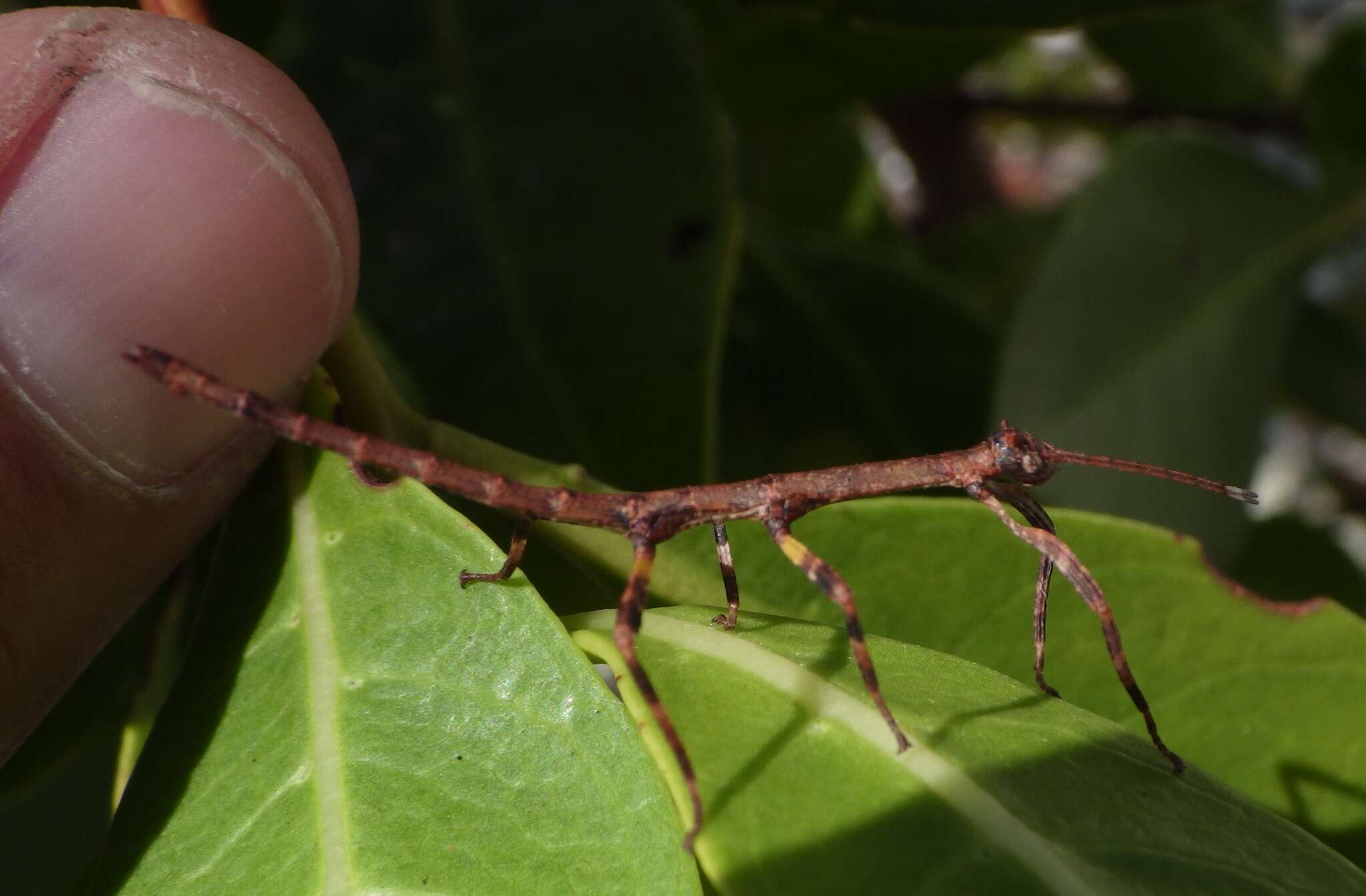 Image of Haplopus scabricollis (Gray & G. R. 1835)