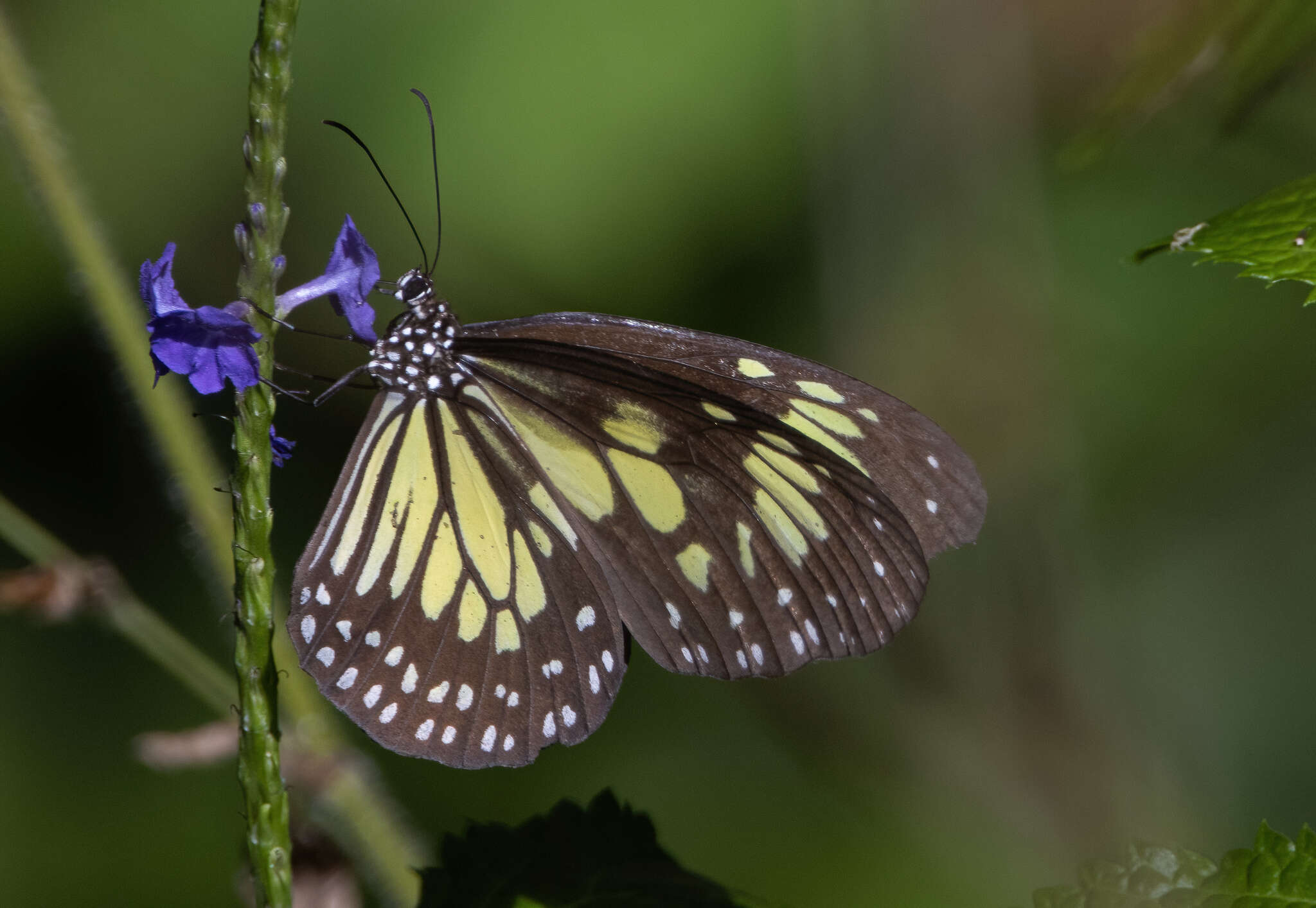 Parantica cleona Stoll 1782 resmi