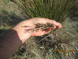 Image of Juncus kraussii Hochst.