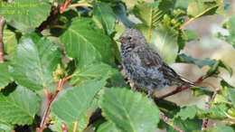 Image of Common Redpoll