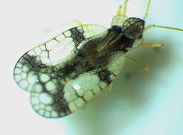 Image of azalea lace bug