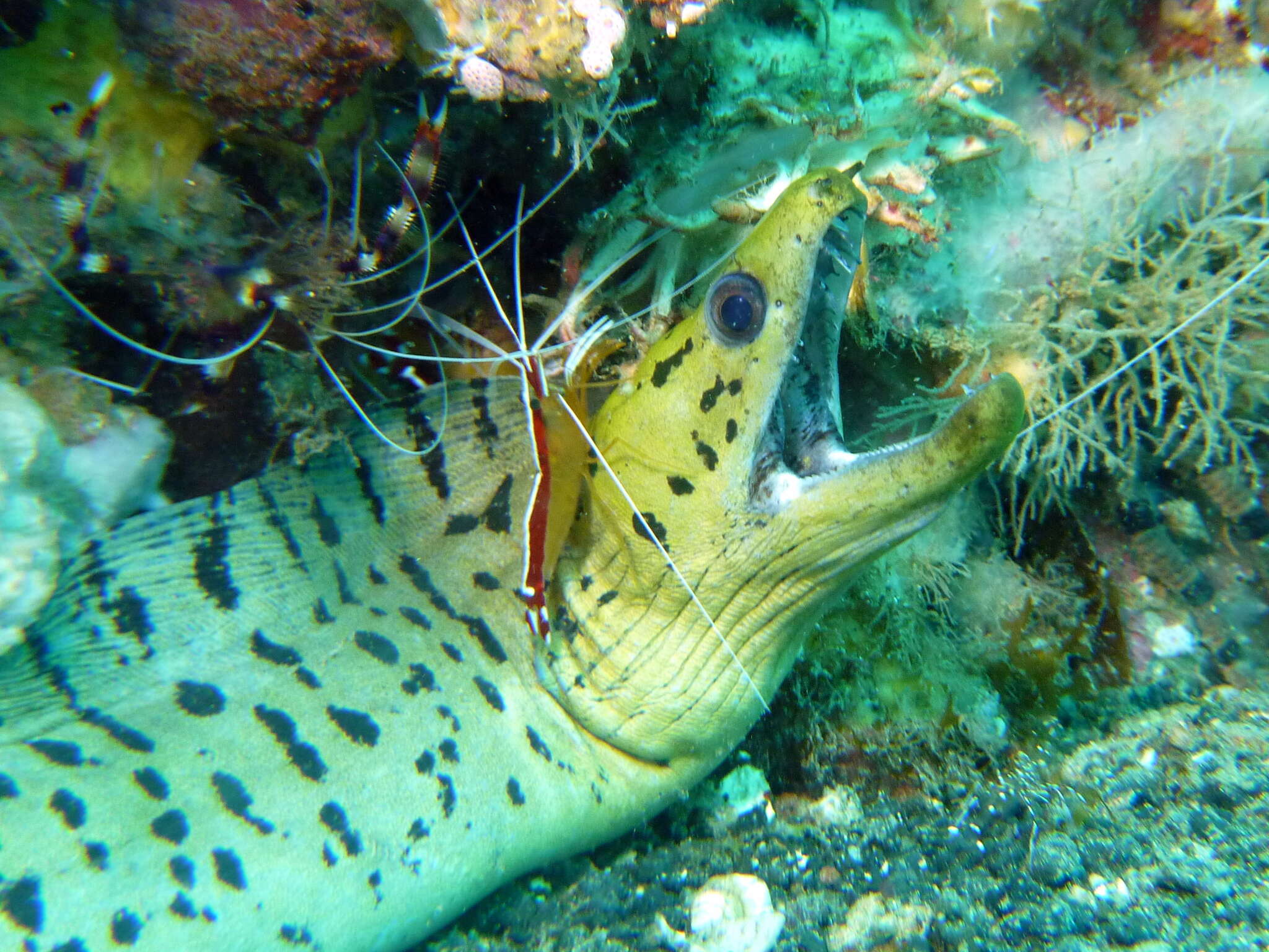 Image of Scarlet cleaner shrimp