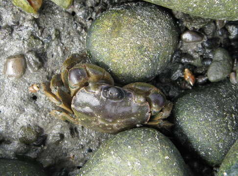 Image of Hemigrapsus crenulatus (H. Milne Edwards 1837)