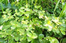 Слика од Spiraea betulifolia var. aemiliana (Schneid.) Koidz.