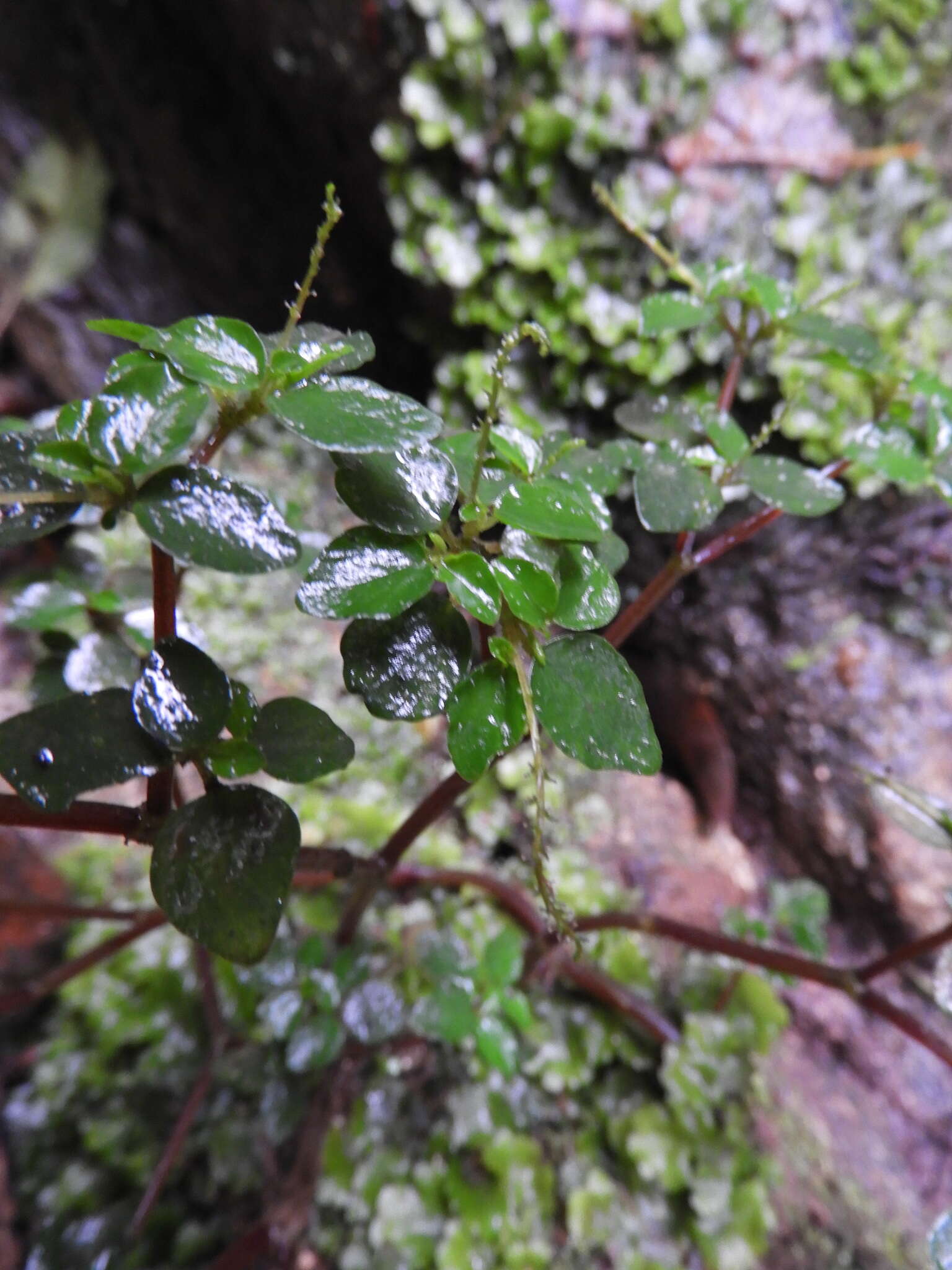 صورة Peperomia hispidula (Sw.) A. Dietr.