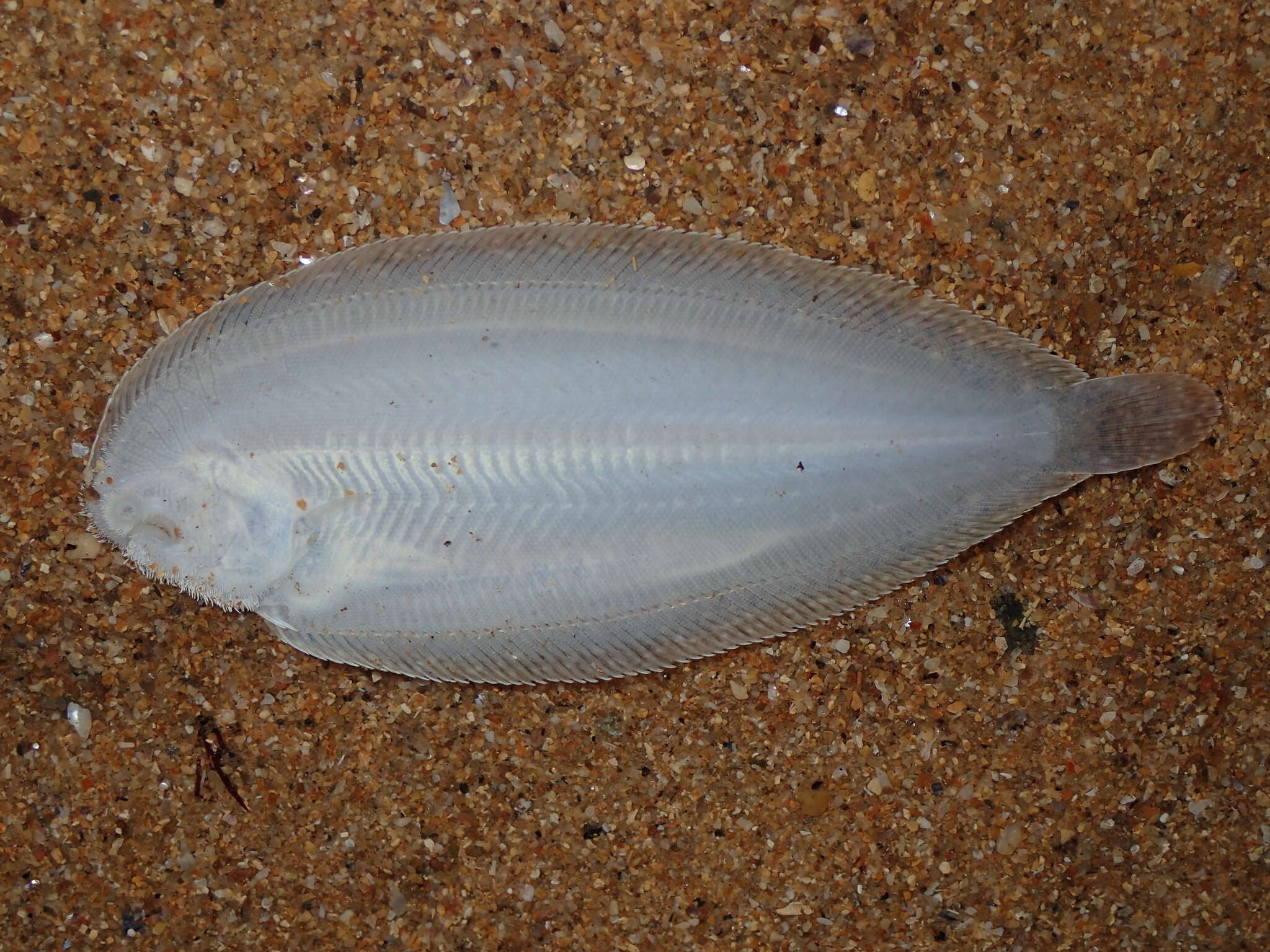 Image of Atlantic Sole