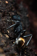 Image de Polyrhachis euterpe Forel 1902