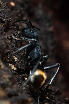 Image of Polyrhachis euterpe Forel 1902