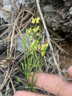 Image de Draba zionensis C. L. Hitchc.