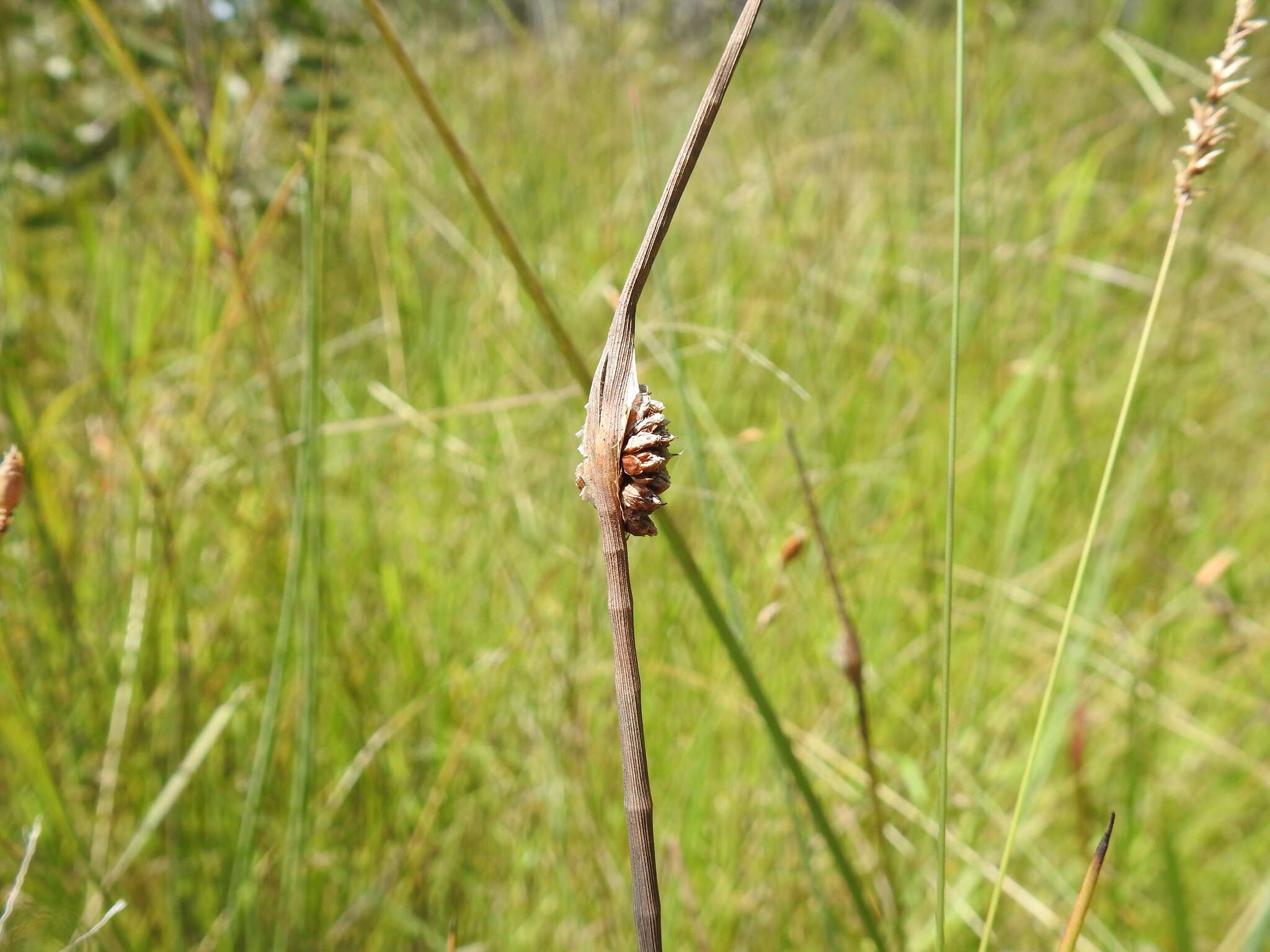 Image of Chorizandra cymbaria R. Br.