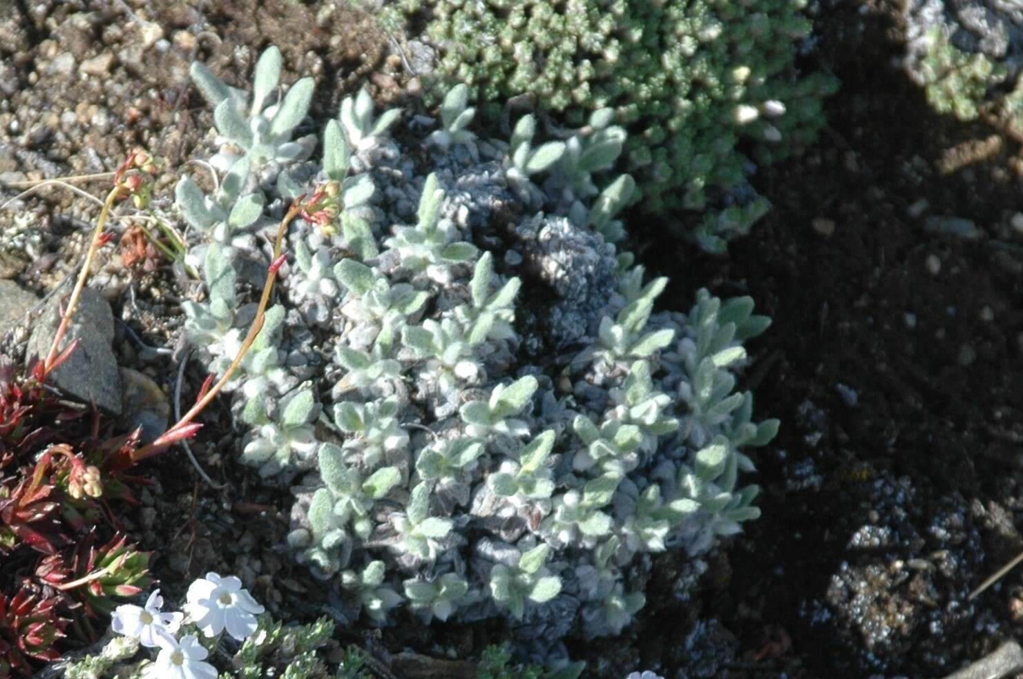 Image of alpine golden buckwheat