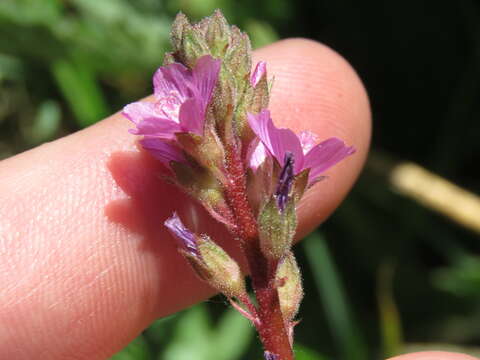 Image of birdfoot checkerbloom