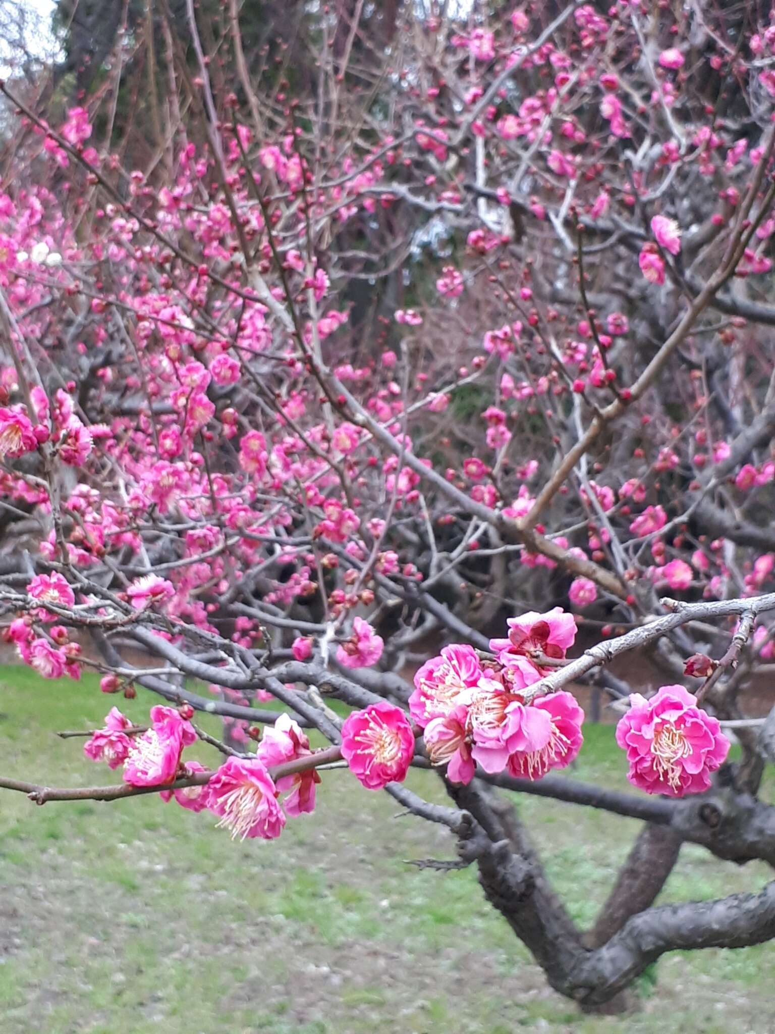 Image of Chinese plum